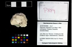 Foto (Objekt + Etikett) von Pithonoton marginatum (von Meyer, 1842)  (NHMW-GEO-2014-0194-0889)